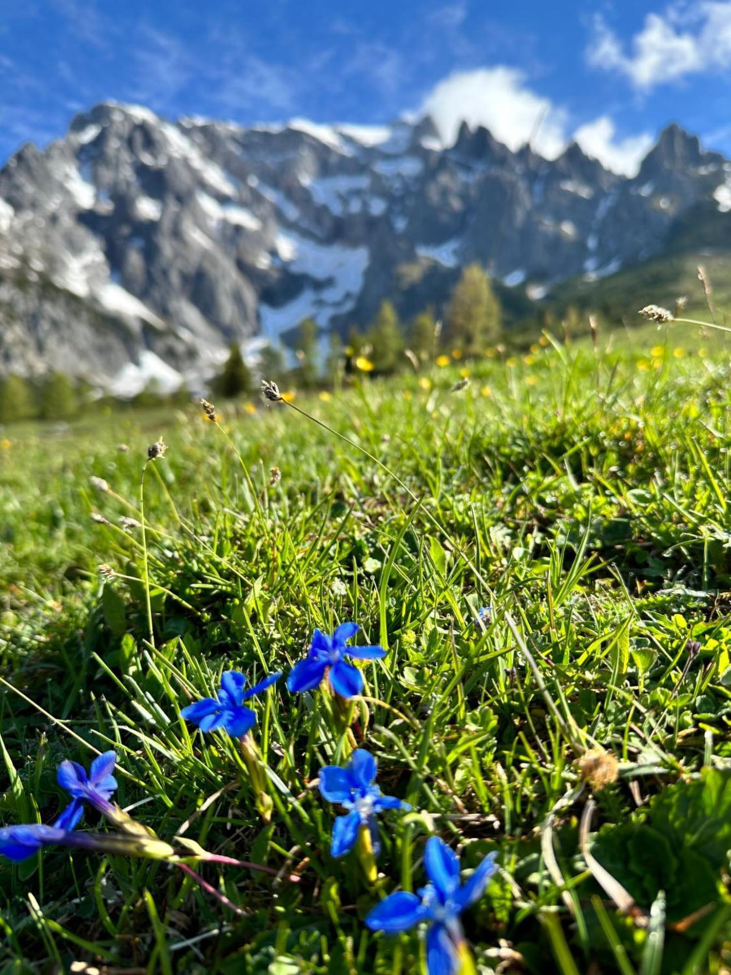 Apart Ursus Hinterthal Maria Alm am Steinernen Meer Exterior photo
